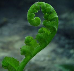 fernsprout.jpg