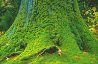 moss.jpg