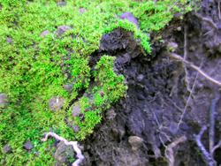 moss_small.jpg