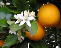 orange.jpg