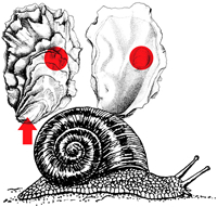 oysters_snail.jpg